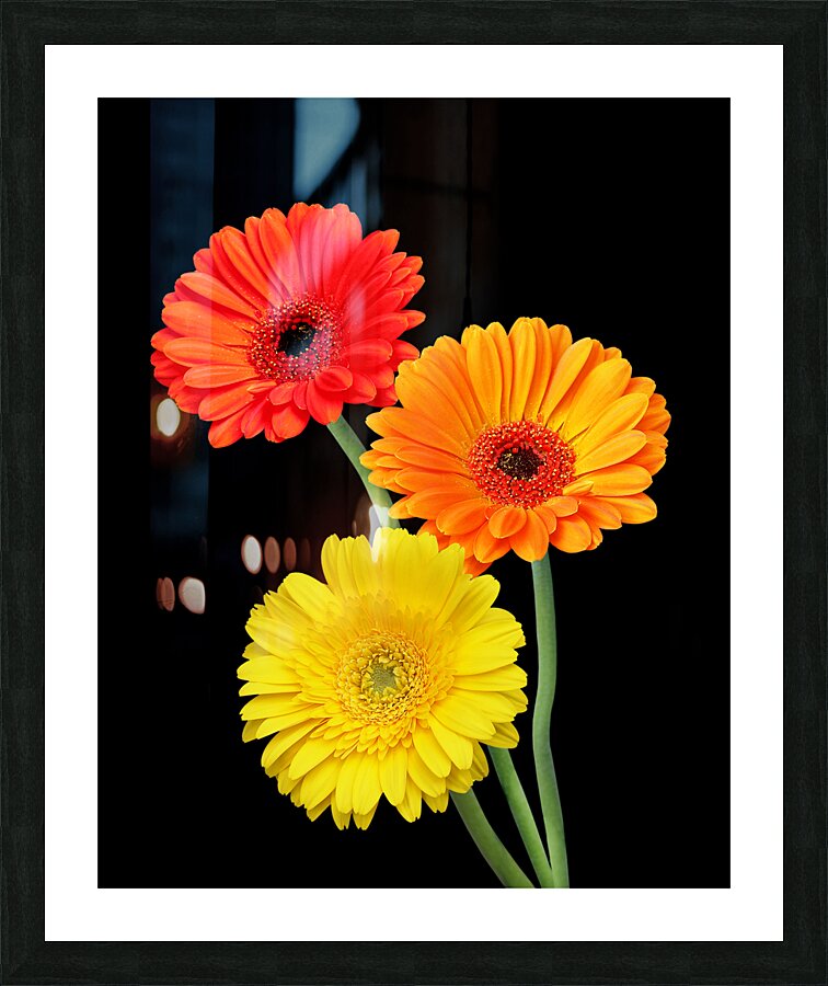Sunny Gerbera Daisies On Black Picture Frame print