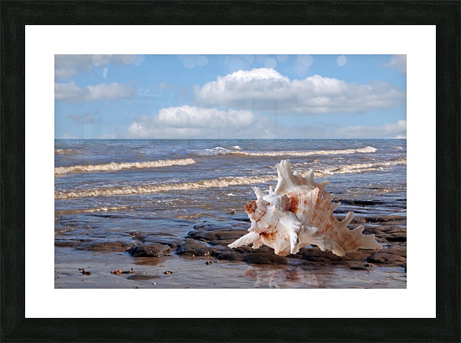 Call of the Ocean - Murex Seashell Picture Frame print