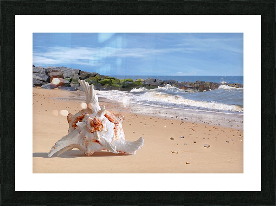 Summer Tide - Murex Seashell Picture Frame print
