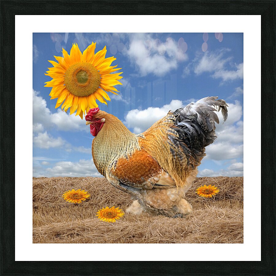 Good Morning Sunshine Rooster With Sunflower Picture Frame print