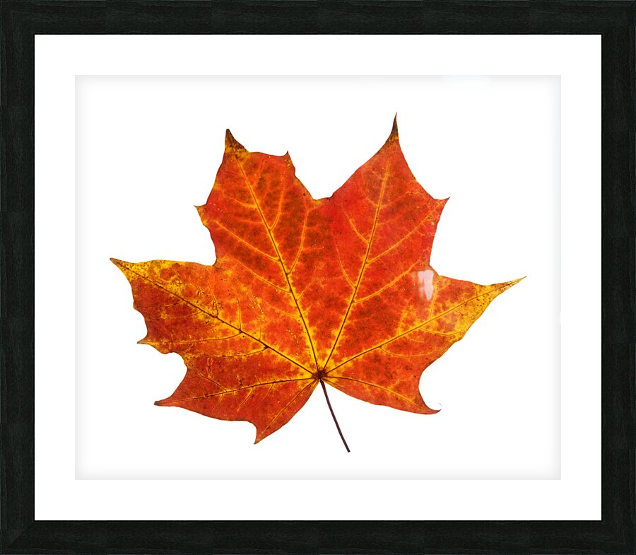 Autumn Leaf 3 Picture Frame print