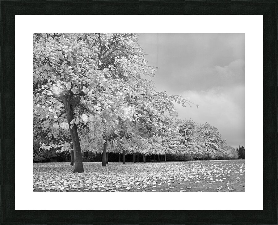 Autumn Days in Mono Picture Frame print