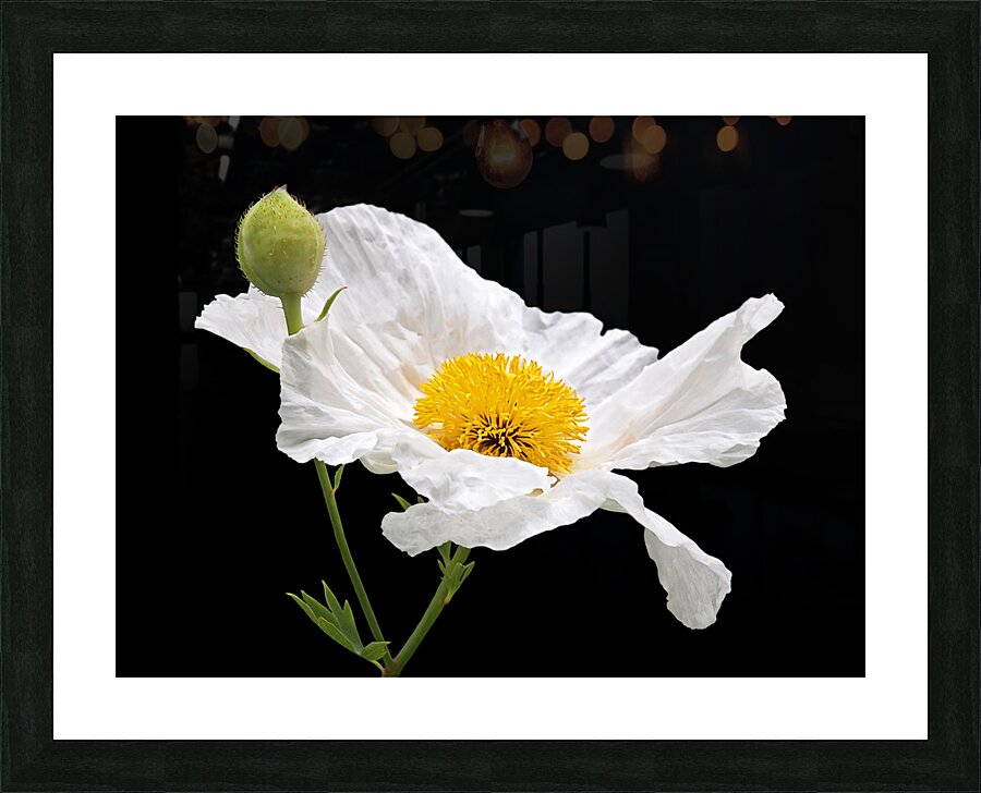 Matilija Poppy on Black Picture Frame print
