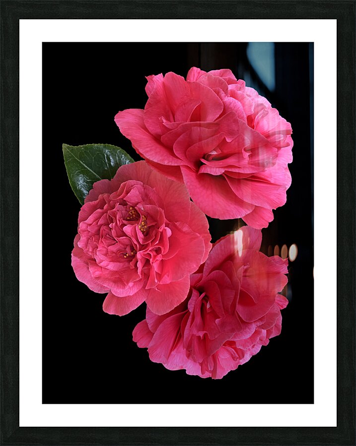 Pink Camelia on Black Vertical Picture Frame print