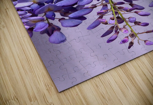 Purple Wisteria Flowers Gill Billington puzzle