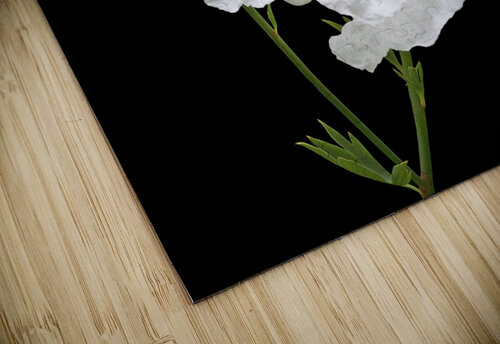 Matilija Poppy on Black Gill Billington puzzle