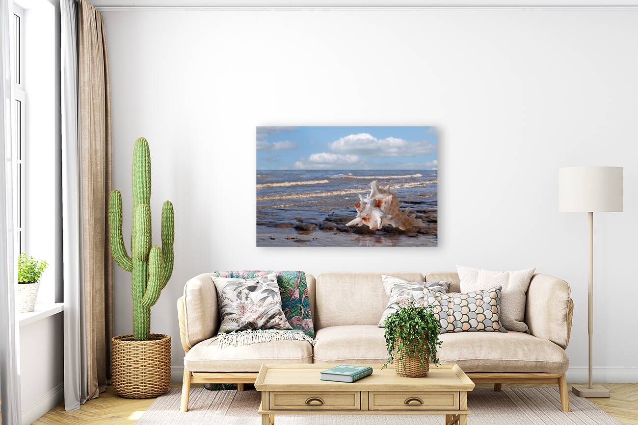 Call of the Ocean - Murex Seashell Reproduction