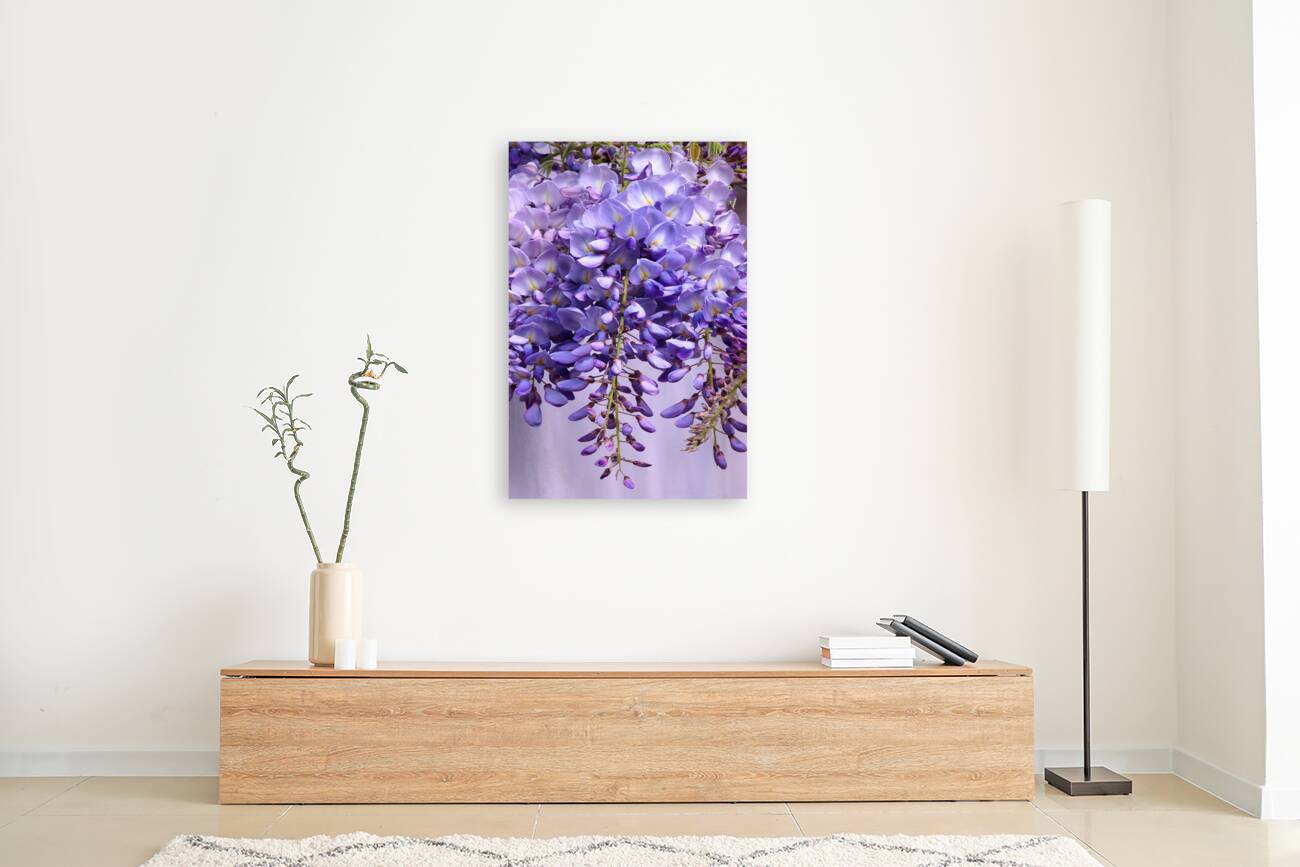 Purple Wisteria Flowers Reproduction