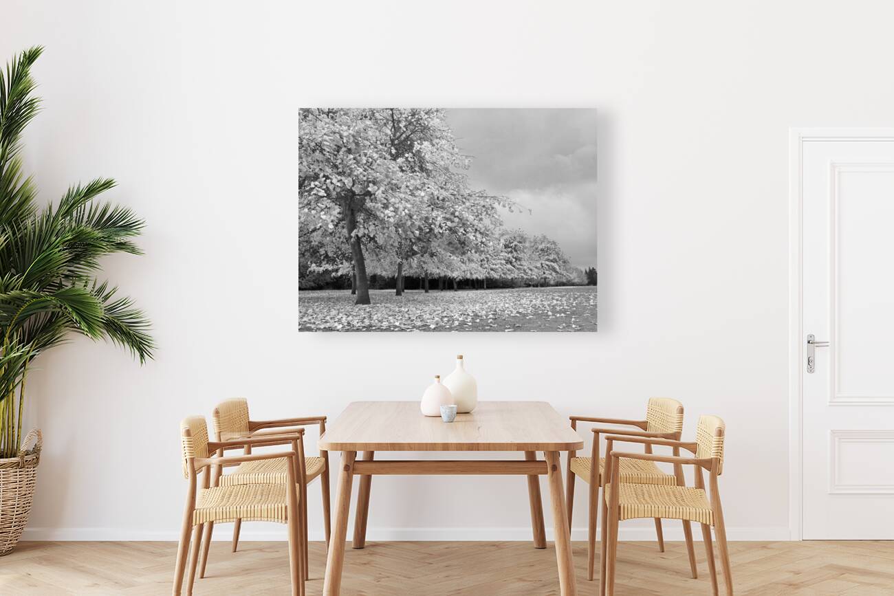 Autumn Days in Mono Reproduction