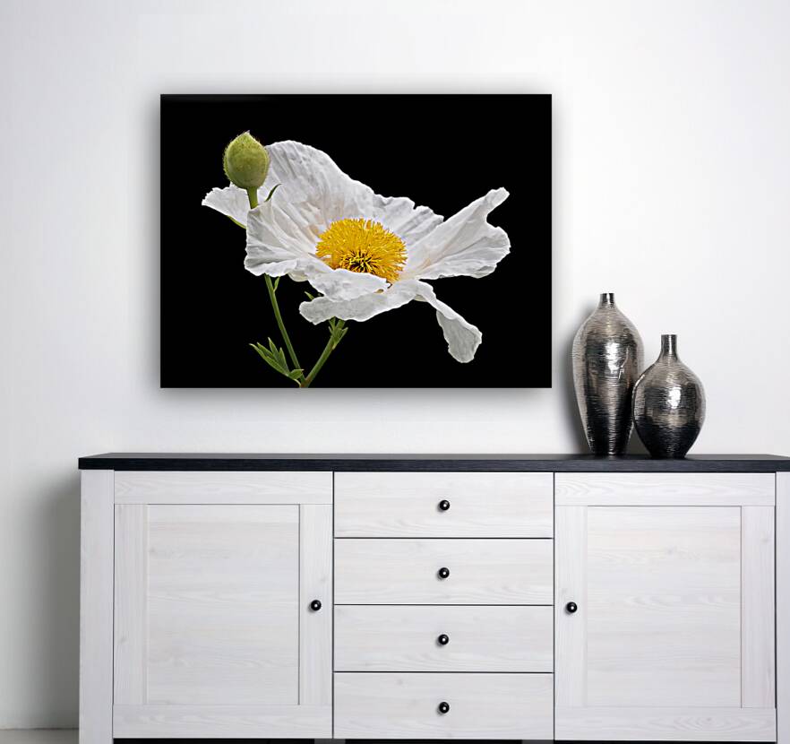 Matilija Poppy on Black Reproduction