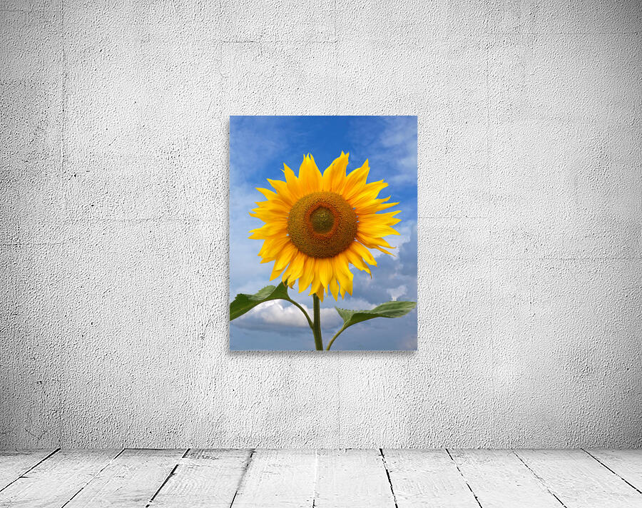Sunflower Blue Sky Wall Preview