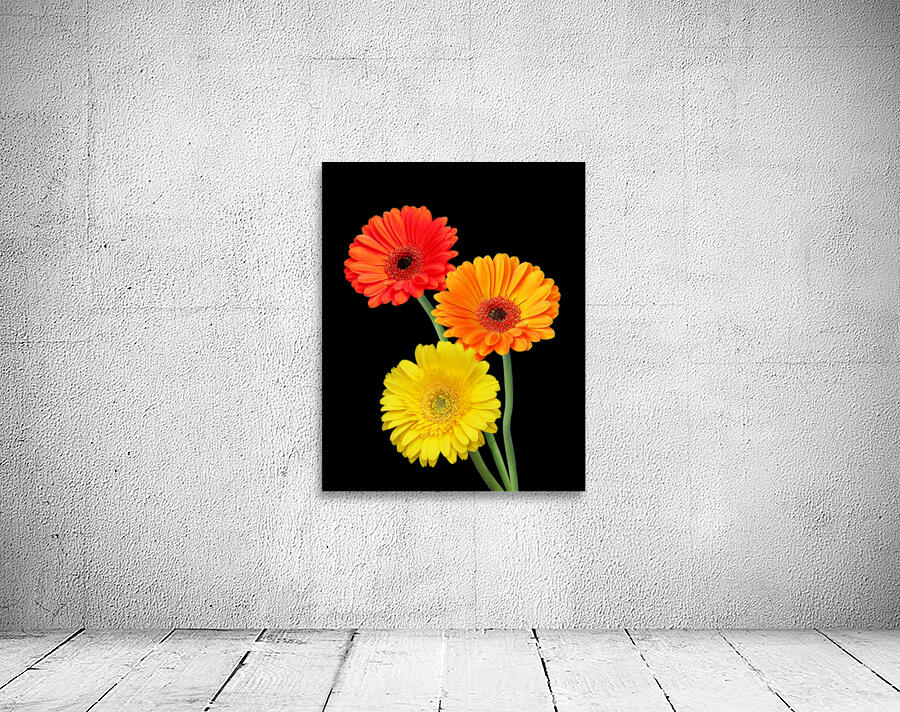 Sunny Gerbera Daisies On Black Wall Preview