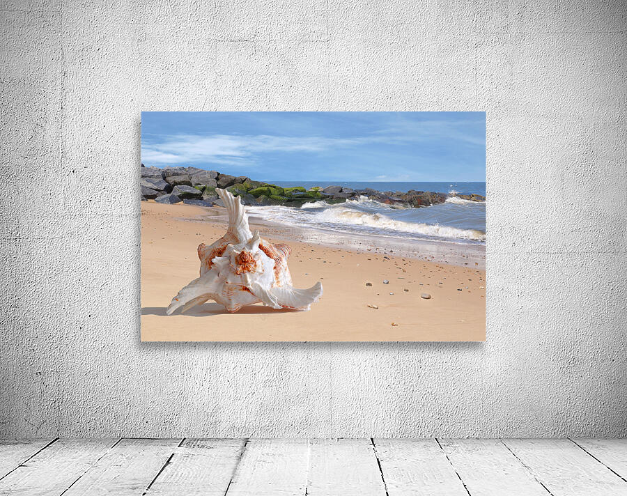 Summer Tide - Murex Seashell Wall Preview