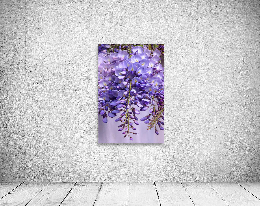 Purple Wisteria Flowers Wall Preview