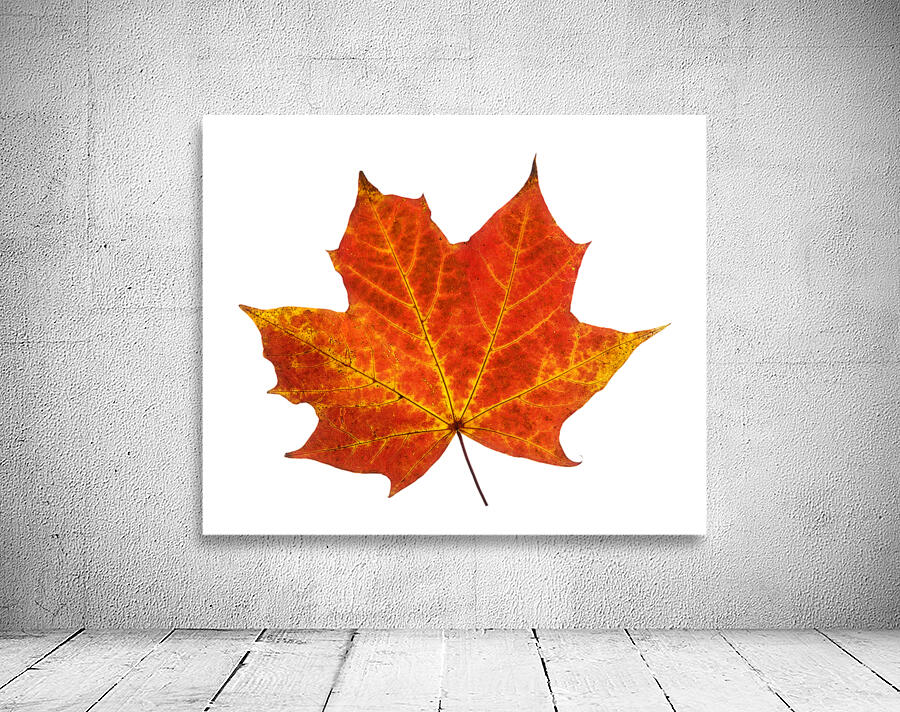 Autumn Leaf 3 Wall Preview