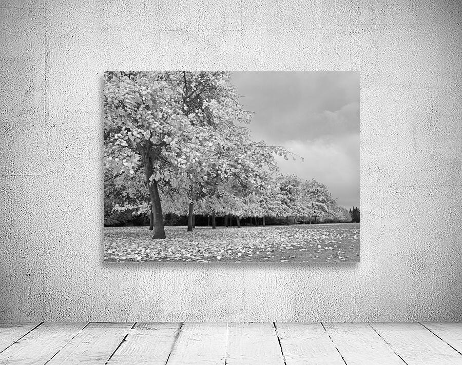 Autumn Days in Mono Wall Preview