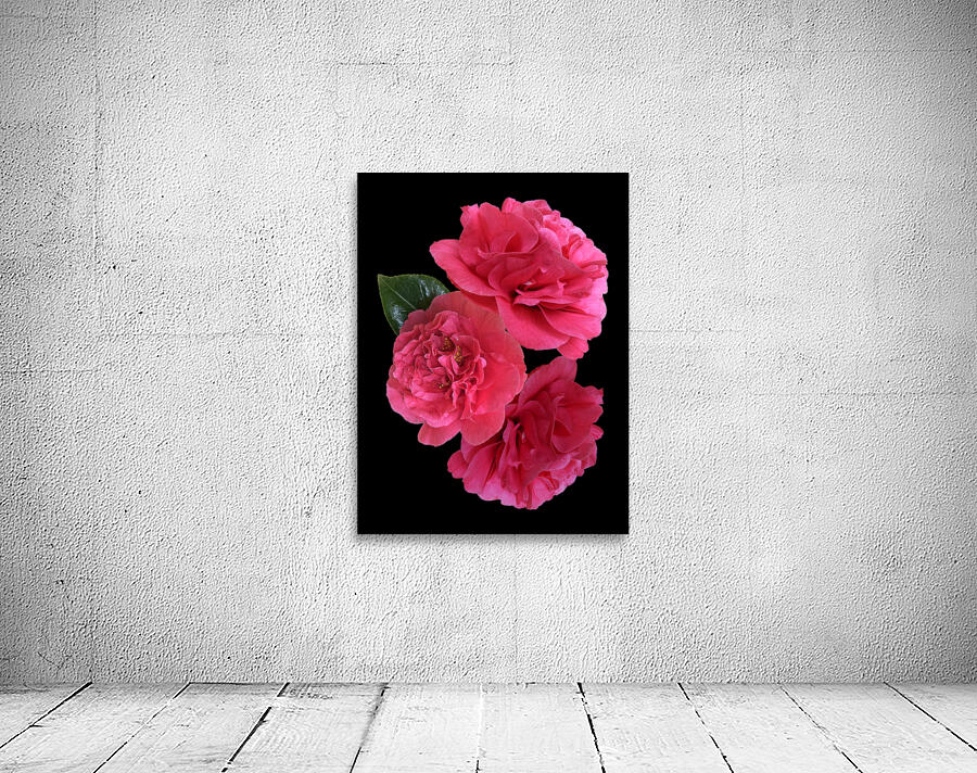 Pink Camelia on Black Vertical Wall Preview