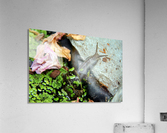 Snail Travels 2 Acrylic Print
