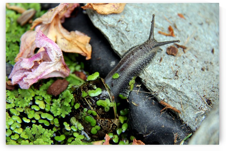 Snail Travels 2 by Vinka Perzina Photography