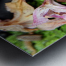 Snail Travels 2 Metal print