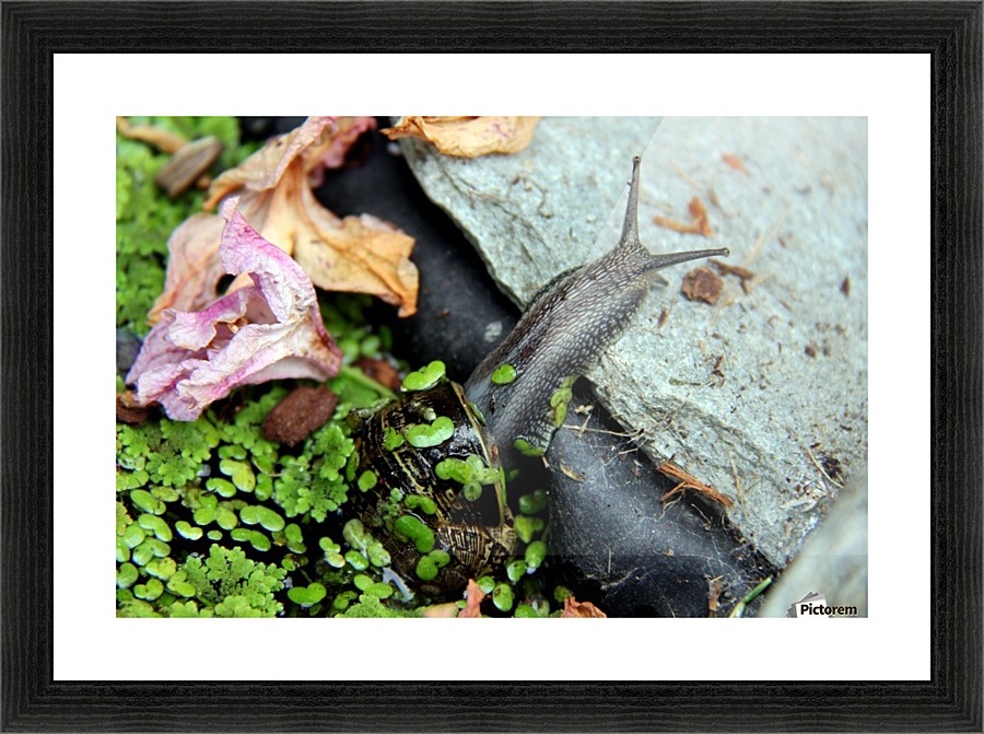 Snail Travels 2 Picture Frame print