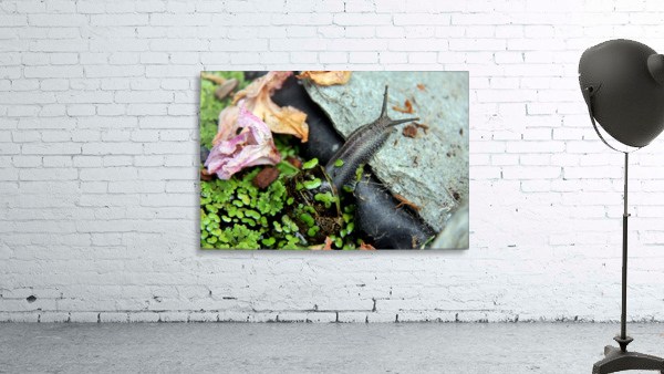 Snail Travels 2 Wall Preview