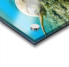 Waving Turtle  Acrylic print