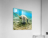 Waving Turtle  Acrylic Print