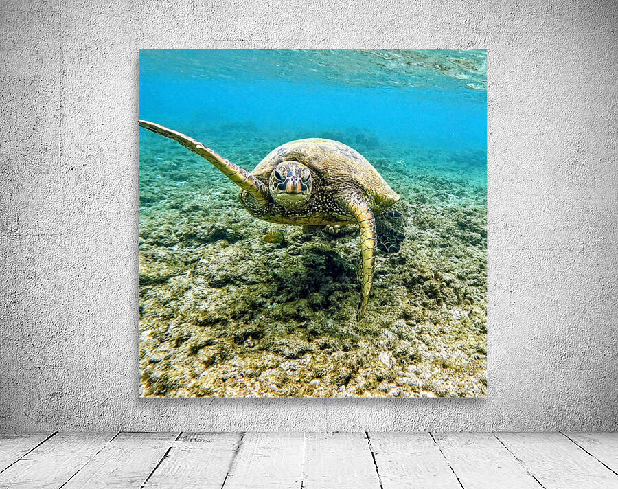 Waving Turtle  Wall Preview