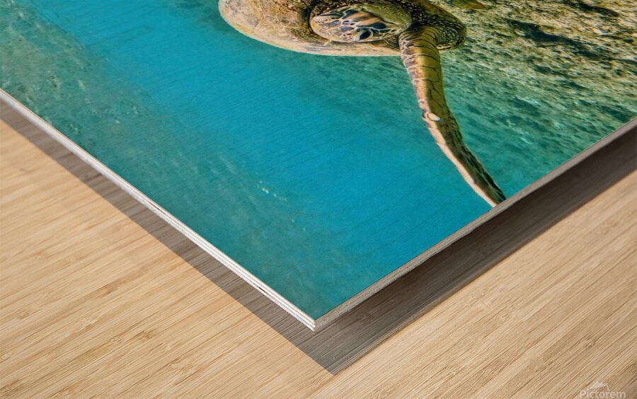 Waving Turtle  Wood print