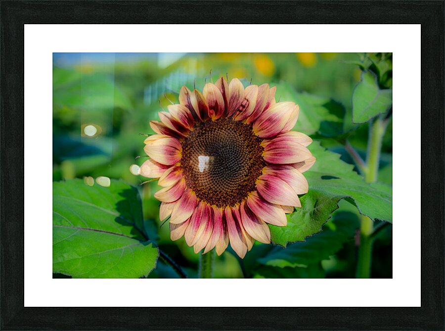  Fine Art print