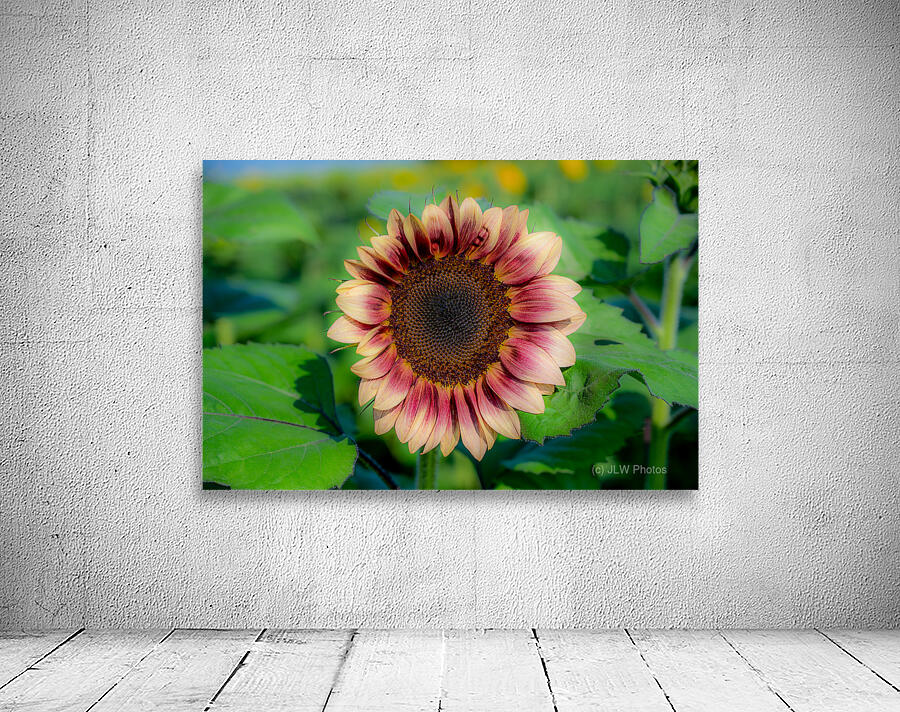 Dreamy ProCut Plum Sunflower Wall Preview