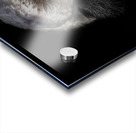 11451 Guereza Monkey New born  Acrylic print