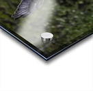 11444 Gyrfalcon Falco  Falco rusticolus Acrylic print