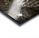 11212 Eastern Screech Owlet. Megascops asio  Acrylic print