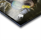 11425 Mallard Duck  Acrylic print