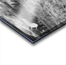 11552 Grazing in the Fields Acrylic print