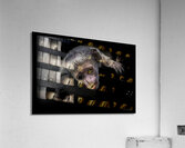 11451 Guereza Monkey New born  Acrylic Print