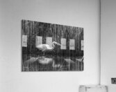 10673 Great Blue Heron Ardea herodias Acrylic Print