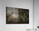 11212 Eastern Screech Owlet. Megascops asio  Acrylic Print