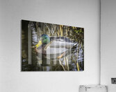 11425 Mallard Duck  Acrylic Print