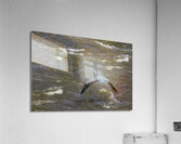 11307 Great Blue Heron  Ardea herodias Acrylic Print