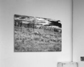 11552 Grazing in the Fields Acrylic Print