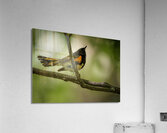 11563 American Redstart      Setophaga rutcilla  Acrylic Print
