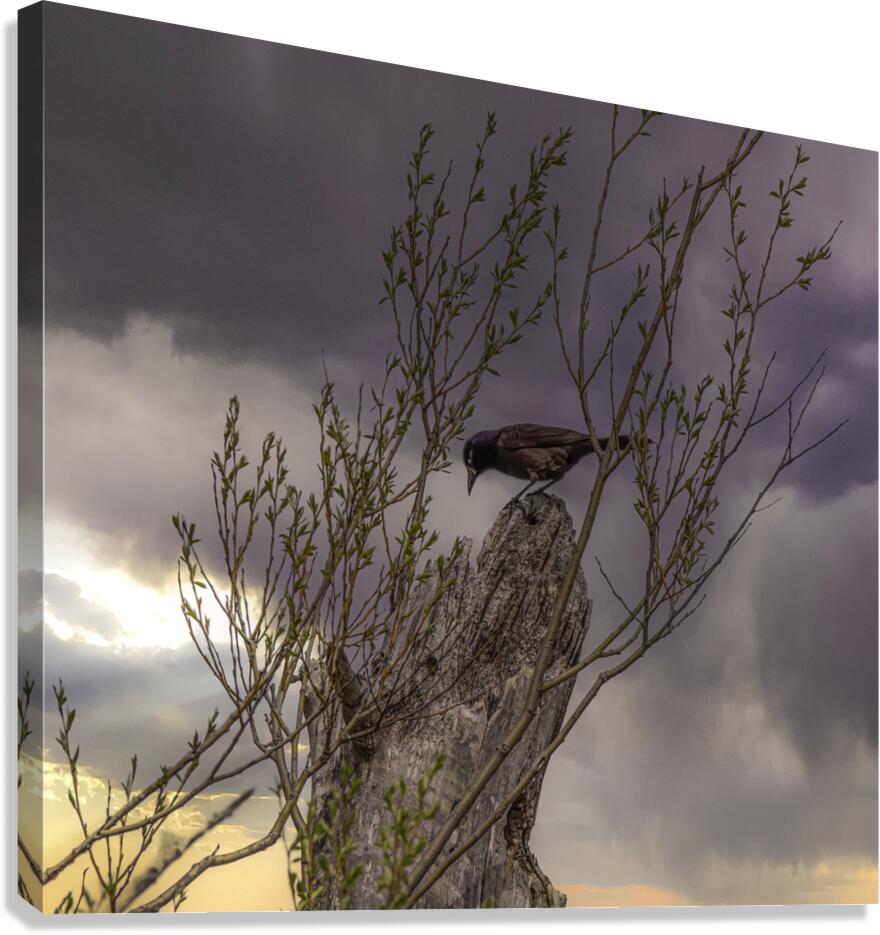 11280 Common Grackle