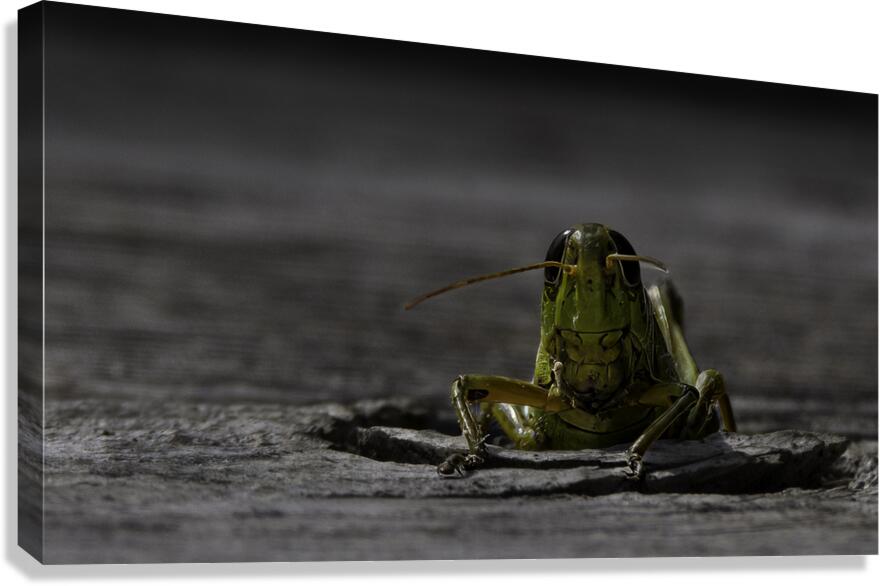 10980 Migratory Grasshopper