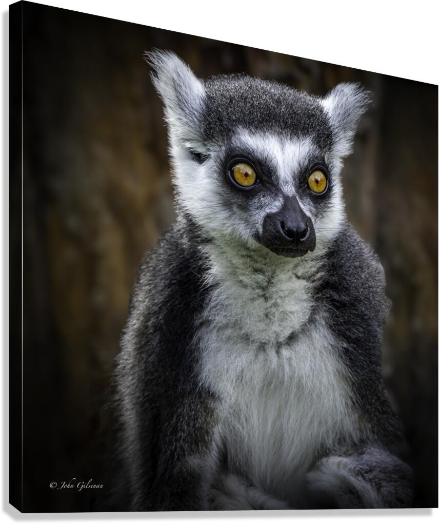 11162 Ring Tailed Lemur 