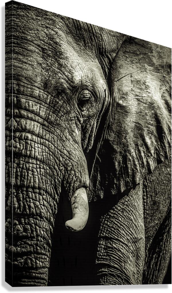 10994 Mon Elephant