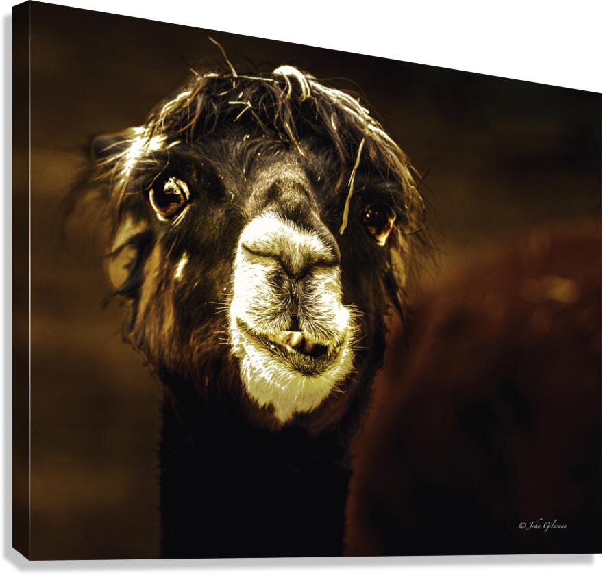 11270 Alpaca 2989