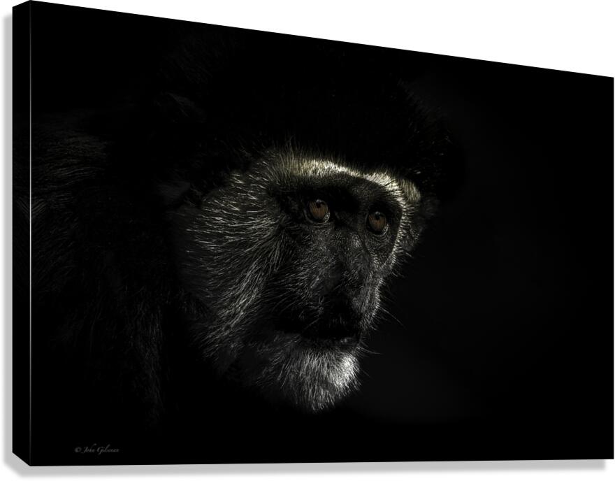 11456 Guereza Monkey